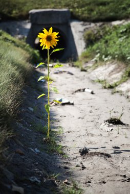 Lonely flower clipart