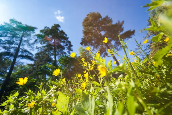 높은 잔디, 나무와 푸른 하늘 — 스톡 사진