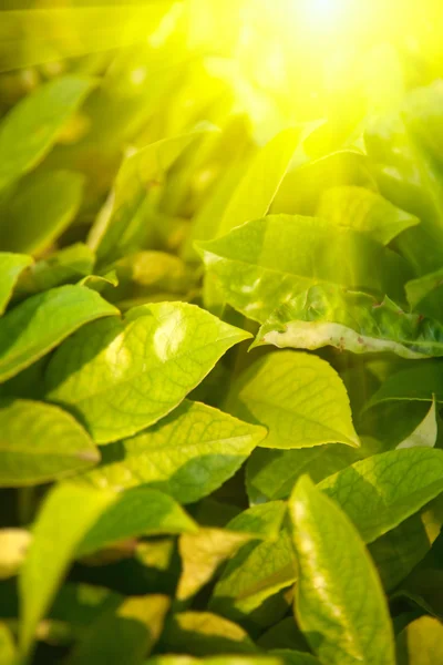 Yeşil yaprakları ve parlak güneş — Stok fotoğraf