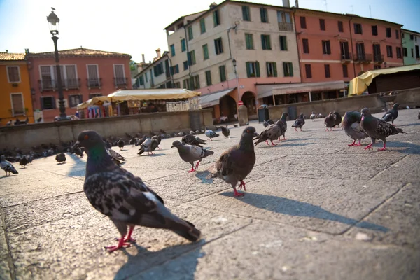 Pigeons dans une ville — Photo