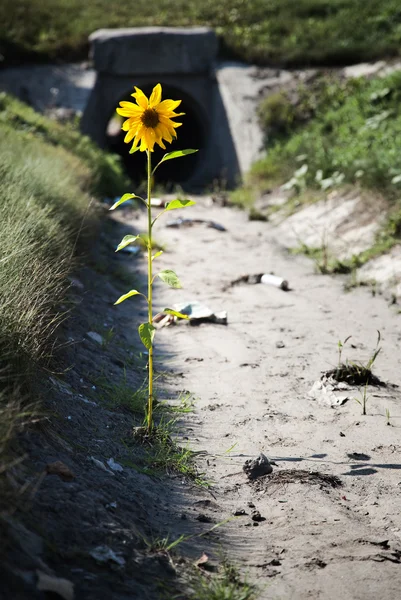 Lonely flower — Stock Photo, Image