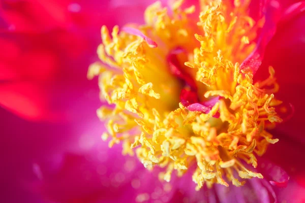 Flor vermelha abstrato closeup — Fotografia de Stock