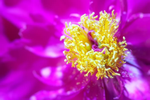 Flor roxa abstrato closeup — Fotografia de Stock