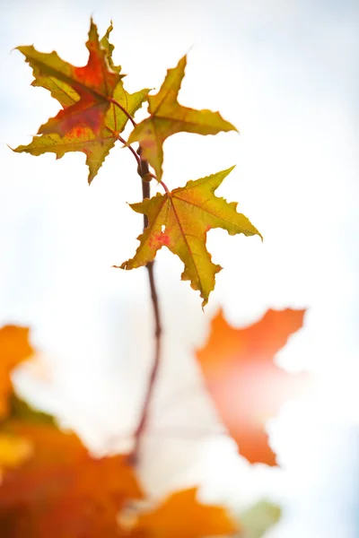 Esdoorn bladeren — Stockfoto