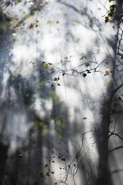 Яскраве сонячне світло крізь дерева — стокове фото