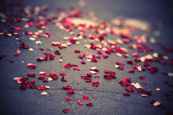 Лепестки роз на тротуаре — стоковое фото
