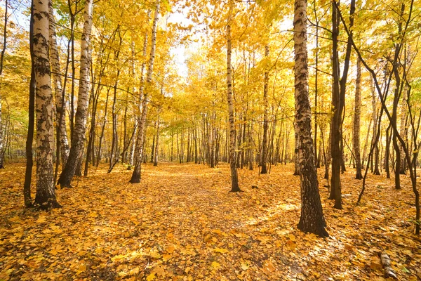 森の秋 — ストック写真