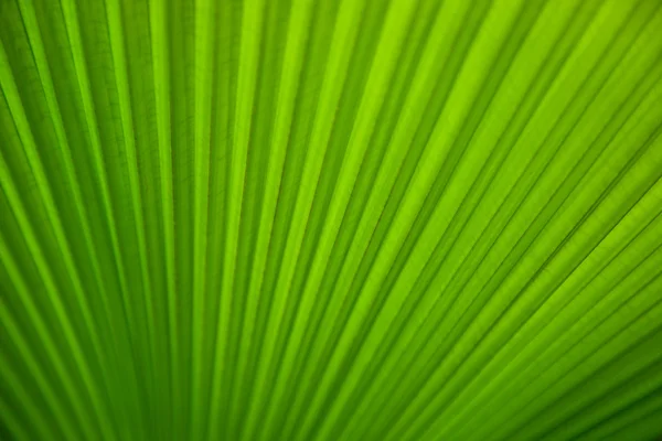 Green tropical leaf closeup — Stock Photo, Image
