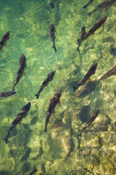 Peixe em um rio — Fotografia de Stock