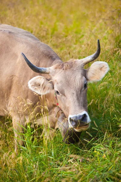 瑞士奶牛 — 图库照片