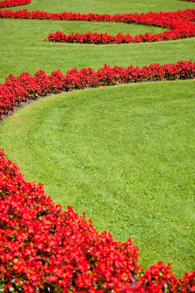 Trawnik z kwiatami — Zdjęcie stockowe