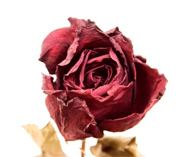 Dried rose clipart