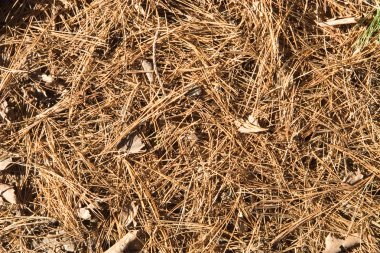 Needles on a ground organic texture clipart