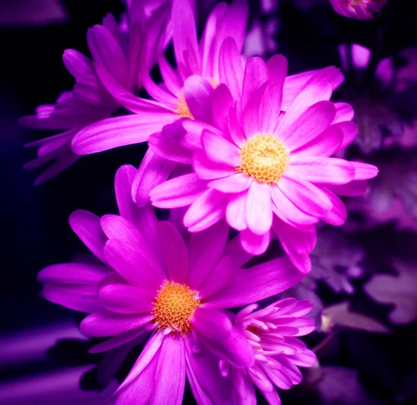 Blålila blommor — Stockfoto