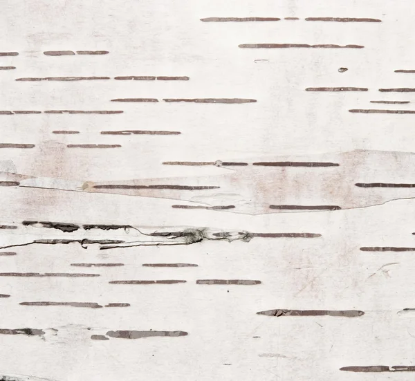 Tekstura kora brzozy — Zdjęcie stockowe
