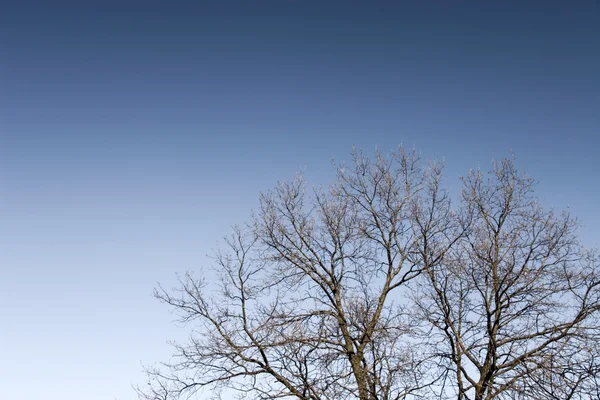 树的天空背景上的轮廓 — 图库照片