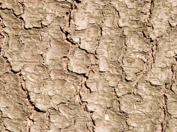 杉木树皮纹理 — 图库照片