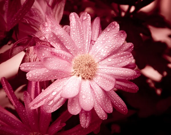 Πορφυρά λουλούδια με σταγόνες — Φωτογραφία Αρχείου