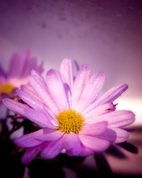 Flor violeta húmeda —  Fotos de Stock