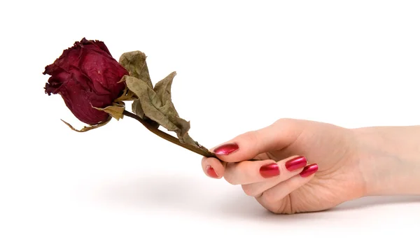 Женщина держит розу за руку — стоковое фото