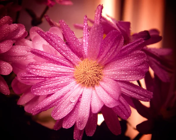 Mor çiçek ıslak — Stok fotoğraf