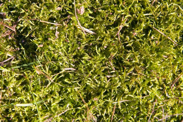 Groen gras op een grond — Stockfoto