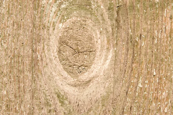 Trä med gren — Stockfoto