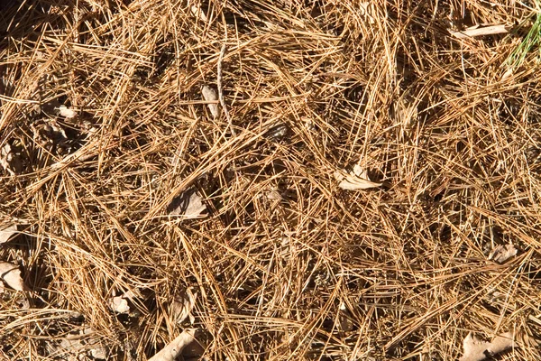 Nadeln auf einer gemahlenen organischen Textur — Stockfoto