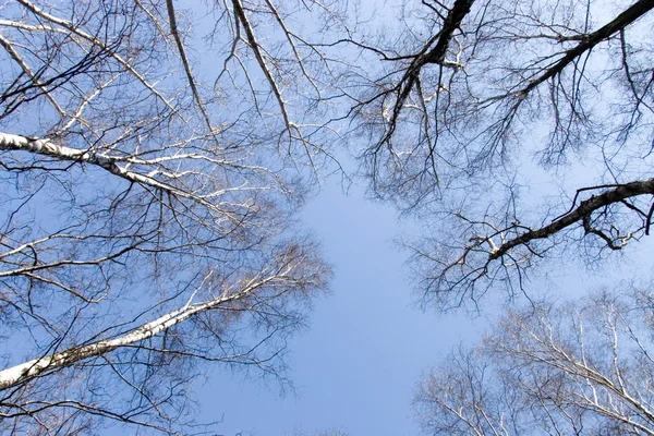 顶部的桦树和蓝蓝的天空 — 图库照片