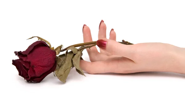 Main de femme avec rose — Photo