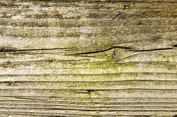 Old wood with green moss texture — Stock Photo, Image