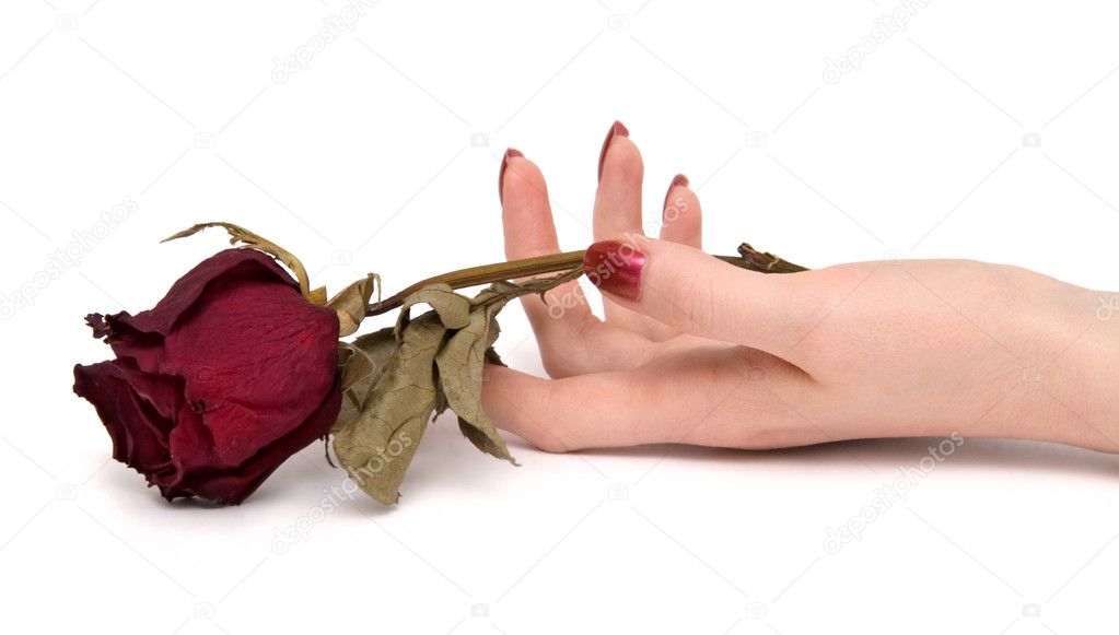 Woman hand with rose