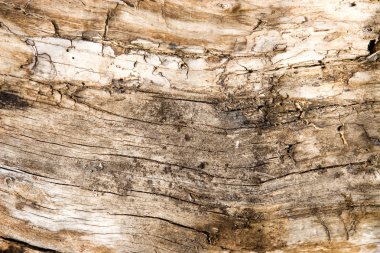 Old rotten wood clipart