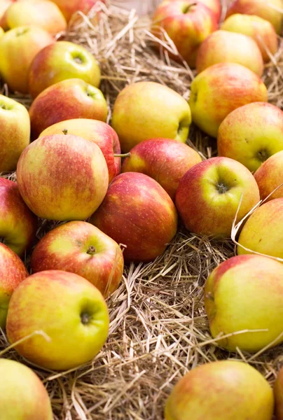 Apples on hay — Stock Photo, Image