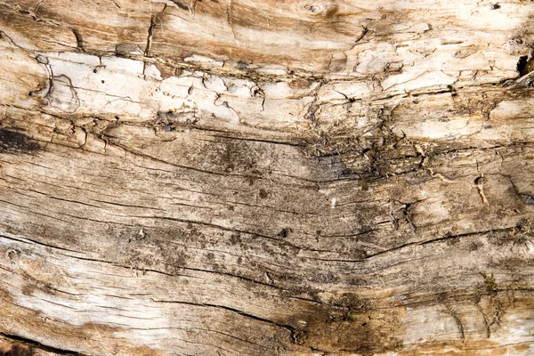 Old rotten wood — Stock Photo, Image