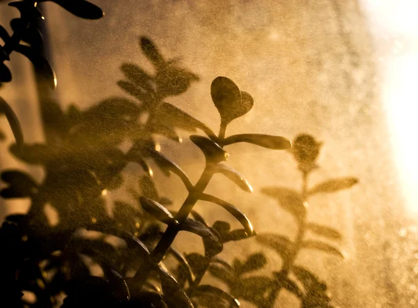 Pflanze mit Wasserspray — Stockfoto