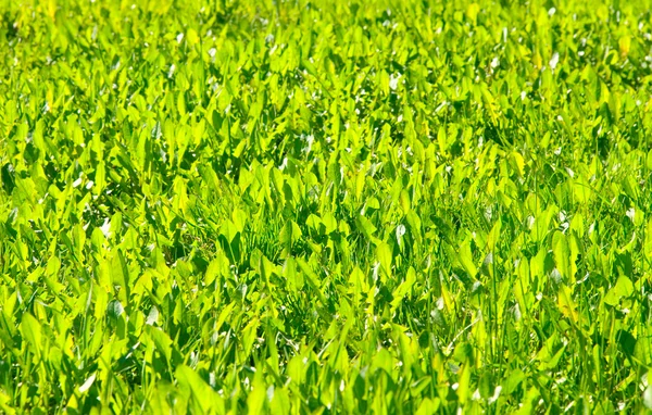 Groene lente gras — Stockfoto