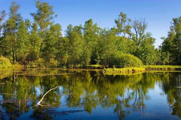 Мелкий лес и озеро — стоковое фото