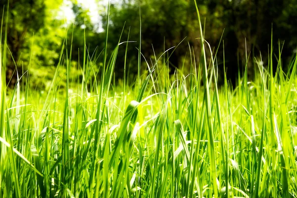 Světlé bohaté zelené trávě — Stock fotografie