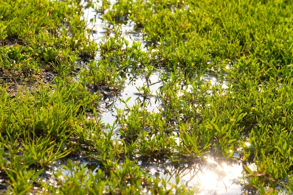 Grama verde e água doce — Fotografia de Stock