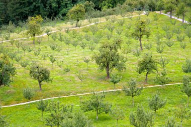 bir tepe üzerinde yeşil park