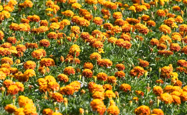 Orange flowers field — Stock Photo, Image