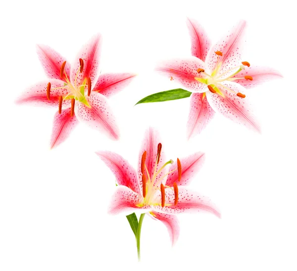 Három világos liliom virág — Stock Fotó