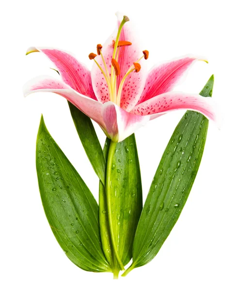 Lily flower with green leaves — Stock Photo, Image