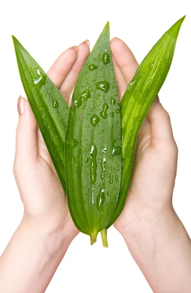 Woman hand with green wet leaves — Stock Photo, Image