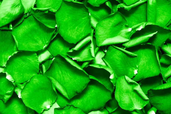 Rich green leaves — Stock Photo, Image