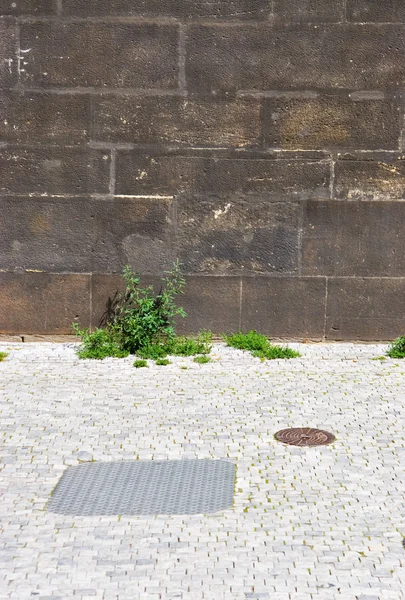 墙体和地面与绿色的植物 — 图库照片