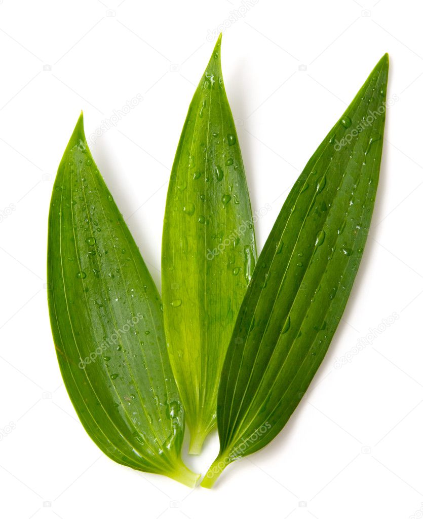 Rich green leaves