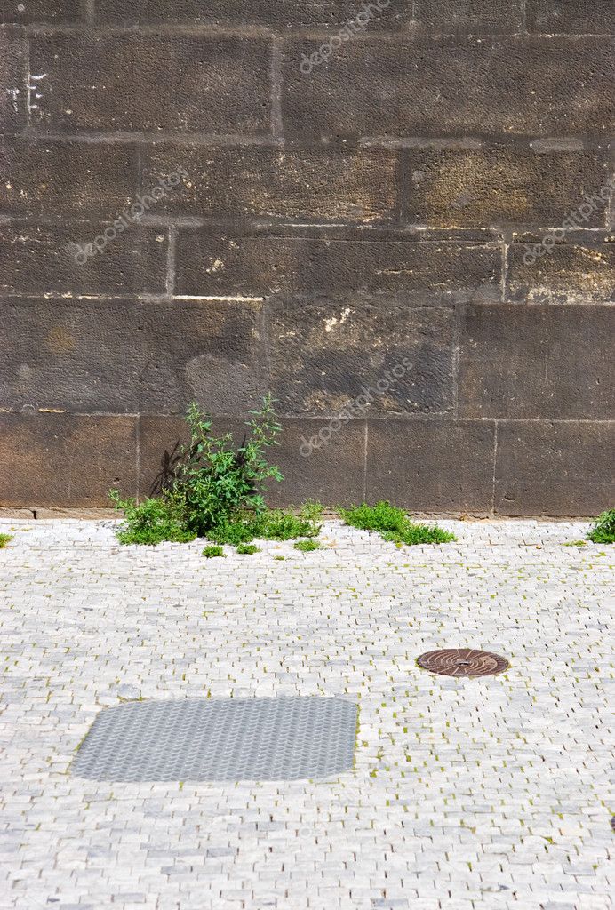 Wall and ground with green plants