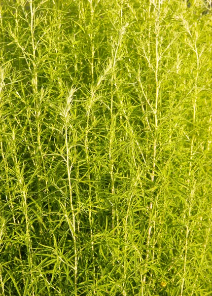 Rich green grass — Stock Photo, Image